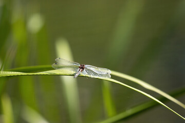 great moss damsel a kind of dragonfly sitting on a leaf.
