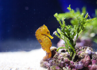 Seahorse