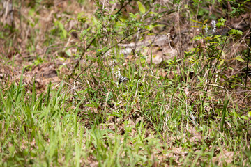 Zebra Swallowtail Butterfly Pollinating a Flower