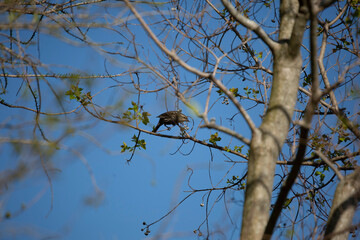 Female Red-Winged Blackbird on Tree