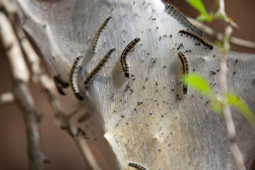 Eastern Tent Caterpillar