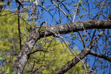 Female Downy Woodpecker
