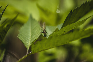 damsel-eye a kind of dragonfly sitting on a leaf.