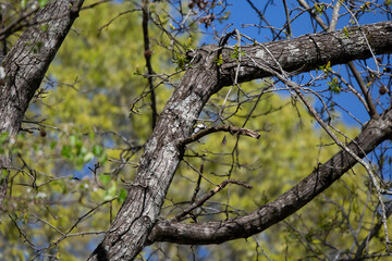 Fototapeta na wymiar Female Downy Woodpecker Foraging