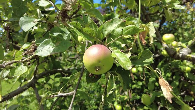 Apple tree with green fruits taken in summer
