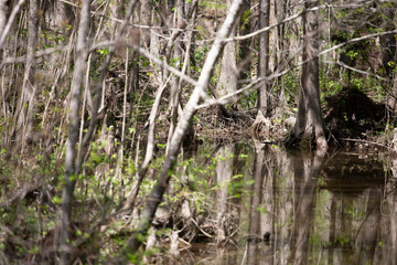 Shallow Water