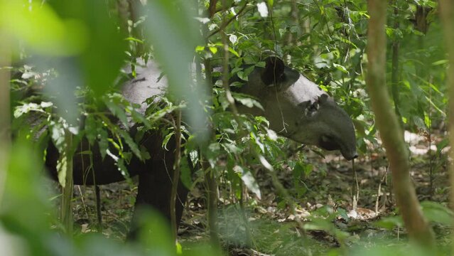 close up shot of a baird's tapir standing in a patch of sun in the rainforest at corcovado national park of costa rica
