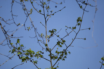 Carolina Chickadee