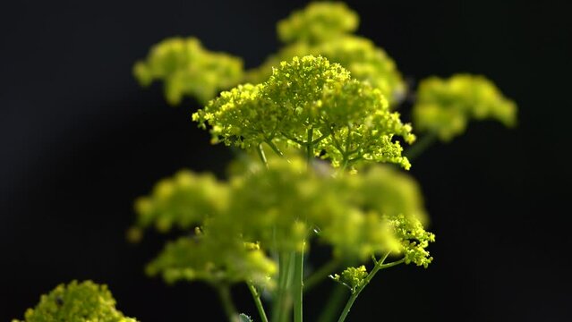 Tokyo,Japan - July 20, 2022: Closeup of Patrinia scabiosifolia or Ominaeshi
