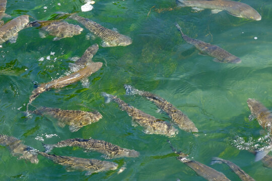 Motion blur group of alet carp fish swimming in the river.
