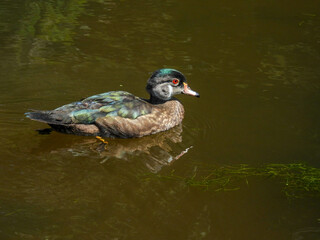 Fototapeta premium Juvenile wood duck swimming in a pond