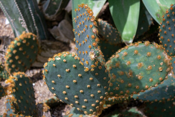 close up of a cactus with drops