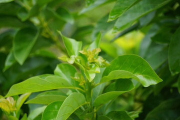 Green young avocado (Persea americana, avocado pear, alligator pear) leaves in the nature background