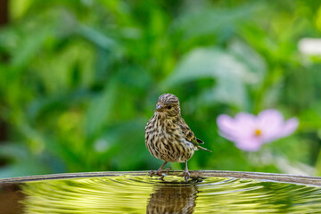 Pine Siskin sitting on edge of birdbath with colorful background and includes negative space in upper area of photo for text.