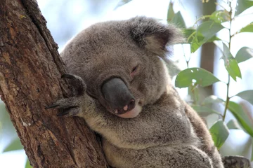 Foto op Plexiglas Koala bear sleeping in a tree © Tammy
