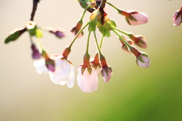 愛らしく膨らんできたソメイヨシノの蕾