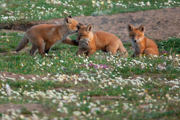 Red Fox Kits of Alaska