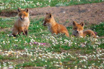 Red Fox Kits of Alaska