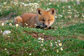 Red Fox Kits of Alaska