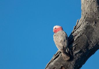 Australian Galah nesting in a tree in outback