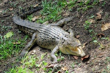 A majestic saltwater crocodile basking in the tropical sun on grassy terrain at Port Moresby Nature Park, Papua New Guinea – capturing the essence of wild reptilian life in a natural habitat.