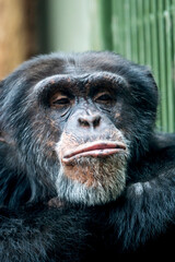 Schimpanse Portrait