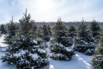 Rows of Snow Covered Christmas Trees