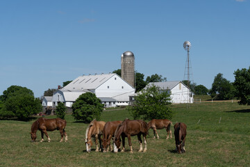 Fototapeta na wymiar Horses grazing on Amish Farm with white barn and windmill