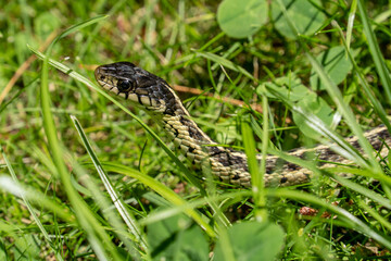 Close-up of garter snake as it moves through grass in backyard