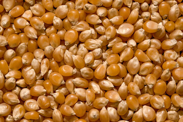 Unpopped Popcorn Dried Corn Kernels Flatlay Top Down View Extreme Macro Background Texture Edible, raw, organic and vegan Hard Light