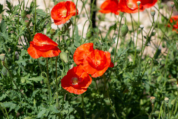 poppies in the field