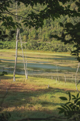 Obraz premium 兵庫県・加古川市夏の権現ダム湖底が現れる