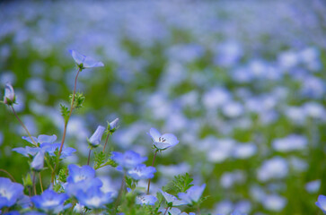ネモフィラ畑