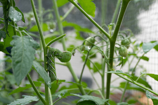 A green tobacco hornworm on the stem of a tomato plant in a home garden
