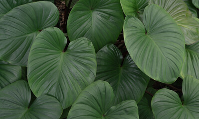 tropical plant exotic leaves