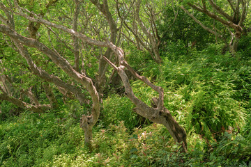 Fototapeta na wymiar Old frangipani tree and sunshade