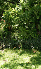 Fototapeta na wymiar tropical plant exotic leaves