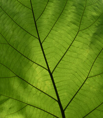 close-up teak tropical leaves