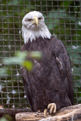 Weißkopfseeadler im Zoo