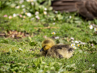 close up of a cute gosling with sleepy eye resting on the grass under the sun 