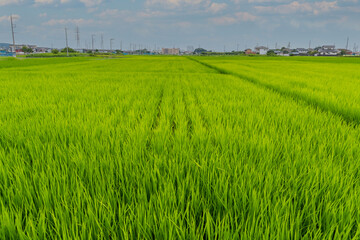 Obraz premium 神奈川県の水田風景