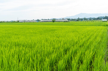 神奈川県の水田風景