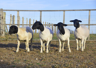 Beautiful female Dorper sheep on the farm