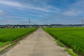 Fototapeta na wymiar 神奈川県の水田風景
