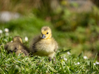 close up of a cute gosling with with fluffy feather resting on the grass under the sun 