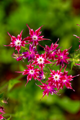 Pink star-shaped phlox with a white center in the summer garden