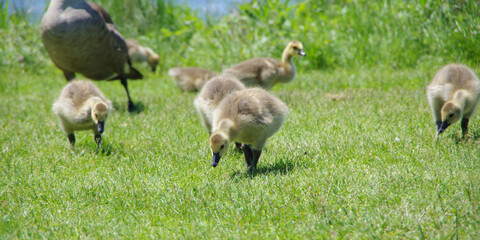 Baby Geese at Lemoine Point Conservation Area