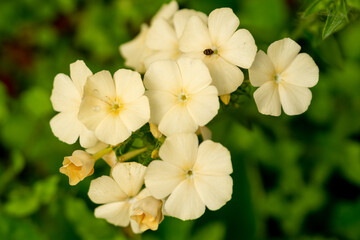 Pale yellow annual phlox in the summer garden