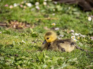 close up of a cute gosling with with fluffy feather resting on the grass under the sun 