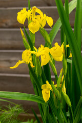 Obraz premium Yellow tall irises in the summer garden